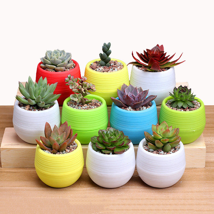 Colorful Mini Potted Plants - HANBUN