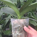 Seedling Bag Nutrition Bowl Flower Pot - HANBUN