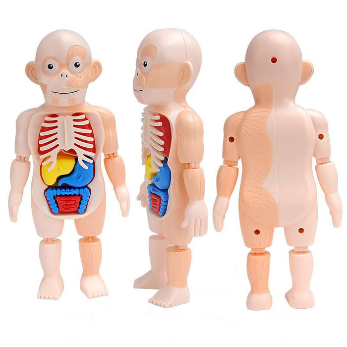 Anatomy Sealed Toys - HANBUN