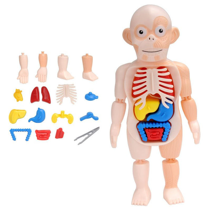 Anatomy Sealed Toys - HANBUN